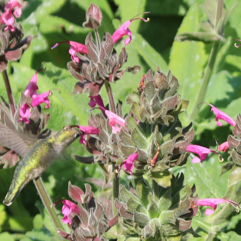 Hummingbird getting nectar from pink desert flower