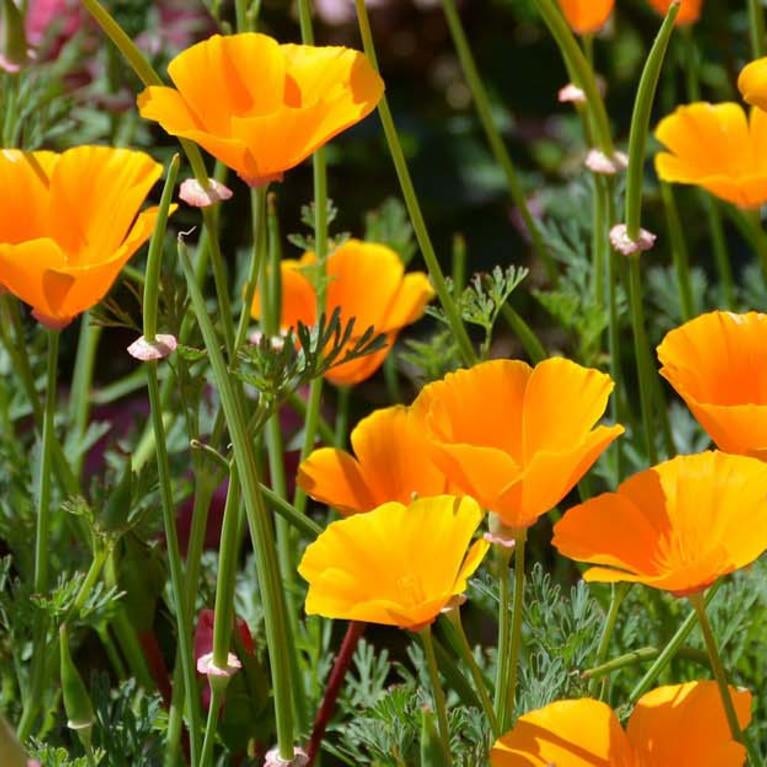 California poppies (Eschscholzia californica) in bloom