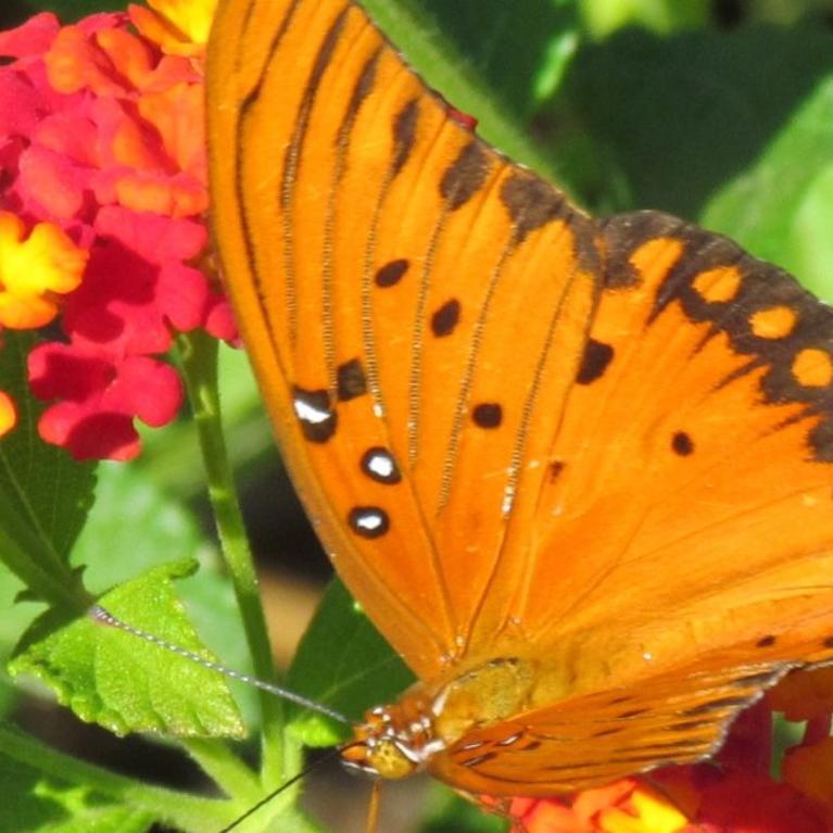 Orange Butterfly