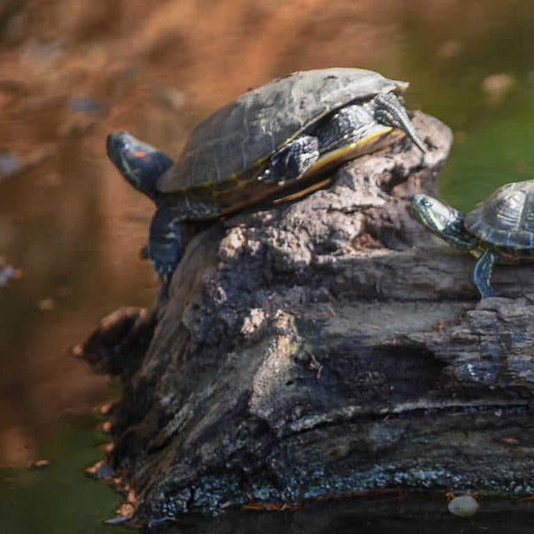 UC Riverside Botanic Gardens turtle pond