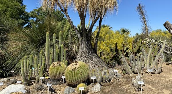 Plant Ecology at the UCR Botanic Gardens