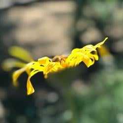bee on yellow flower