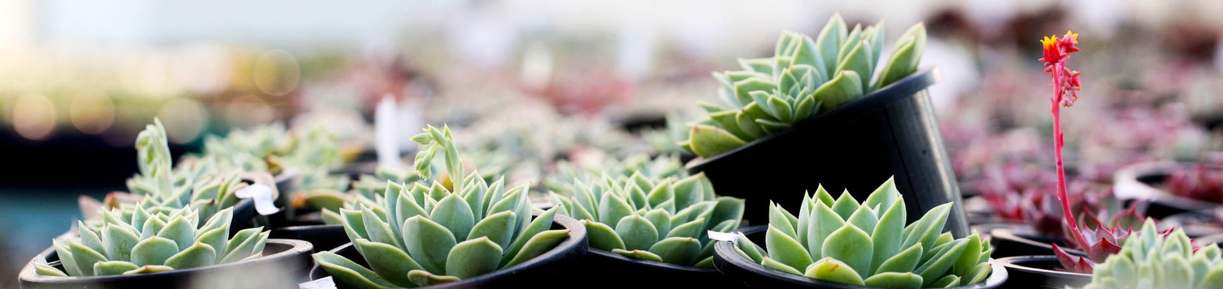 UC Riverside Botanic Gardens plant sale