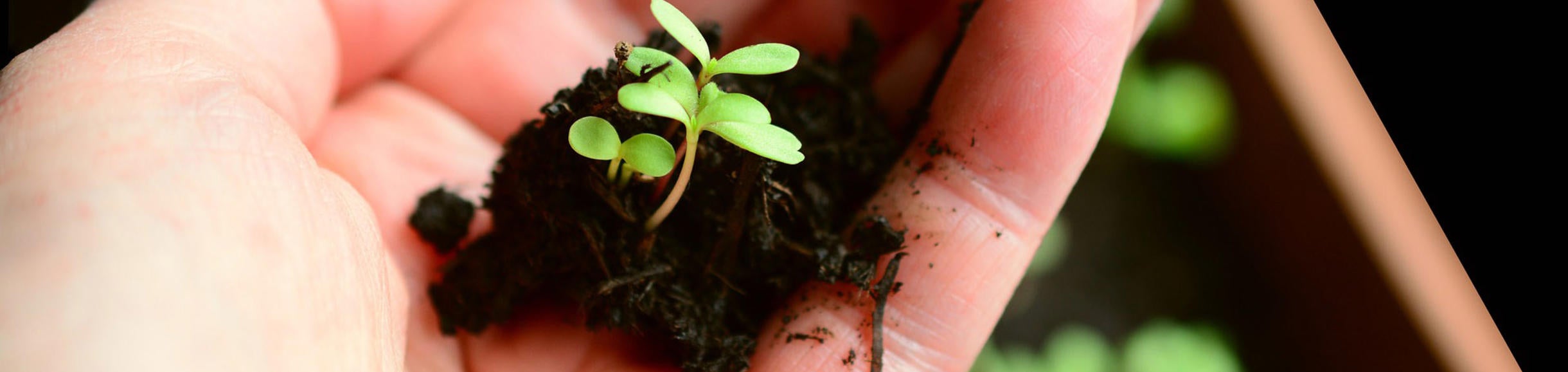 UC Riverside Botanic Gardens Volunteer Orientation Sessions