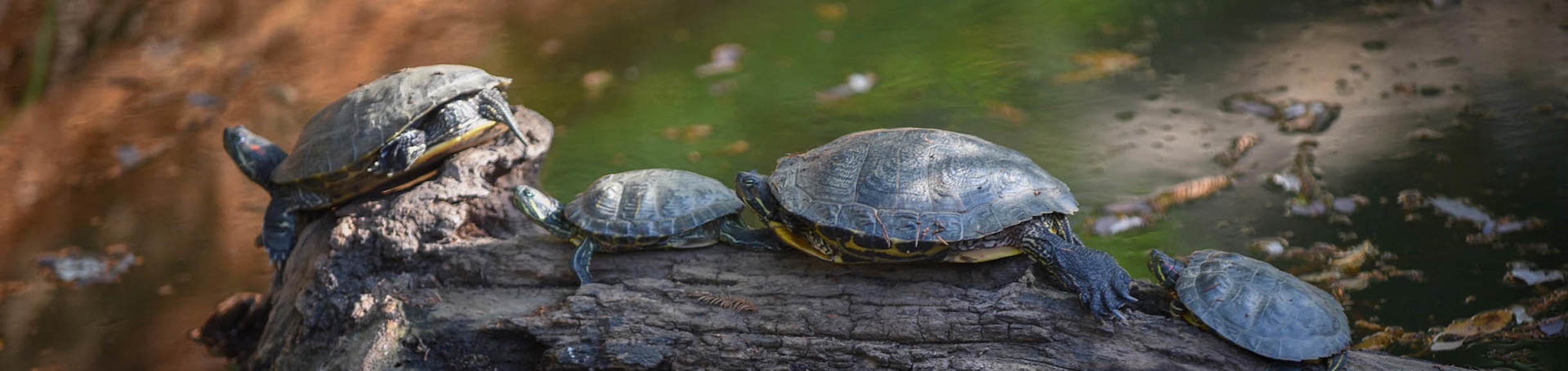 UC Riverside Botanic Gardens turtle pond