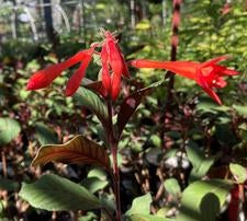 Gartenmeister flower