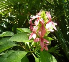 Ruttyruspolia flowers