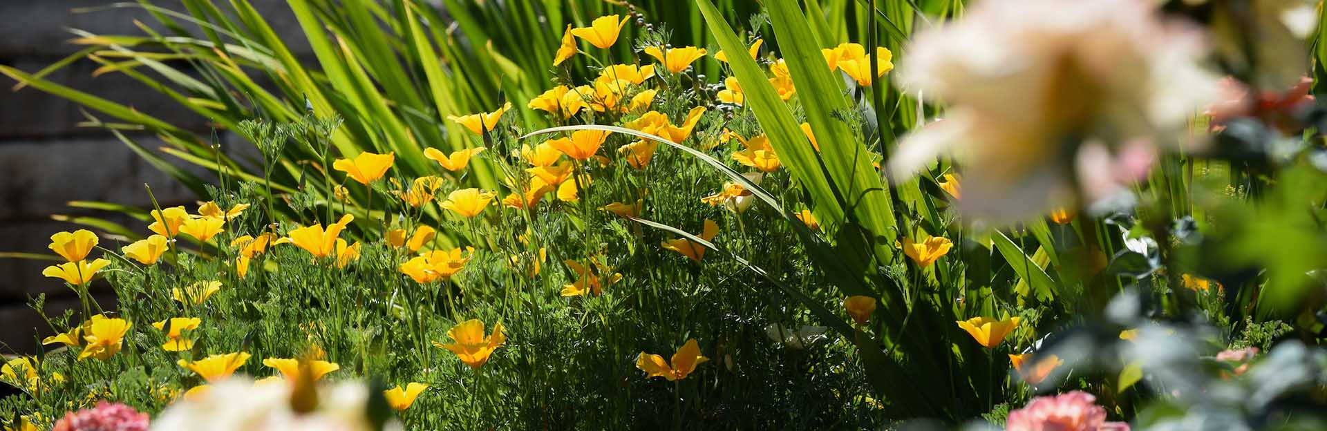 UC Riverside Botanic Gardens Members annual meeting