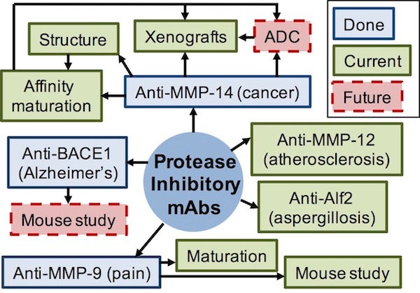 Protease
