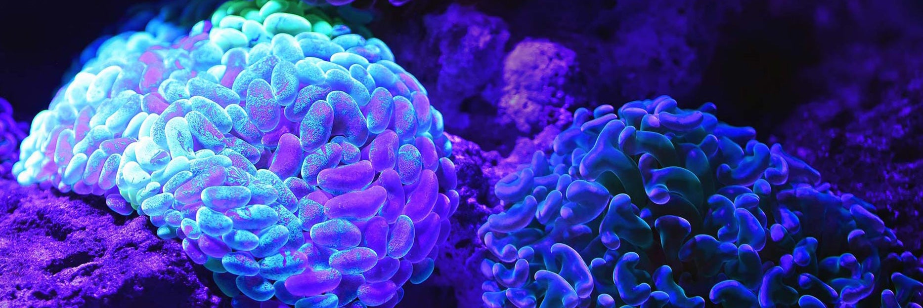 Unsplash- Blue Sea Brain