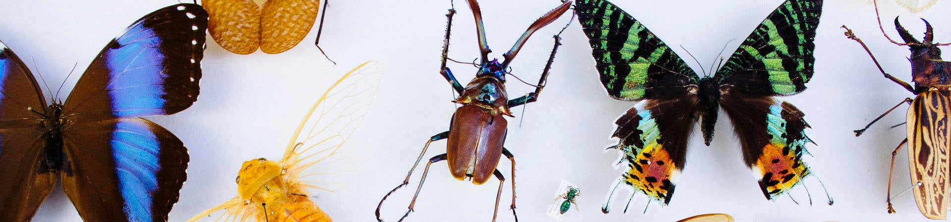 Insects from the UCR Entomology Department