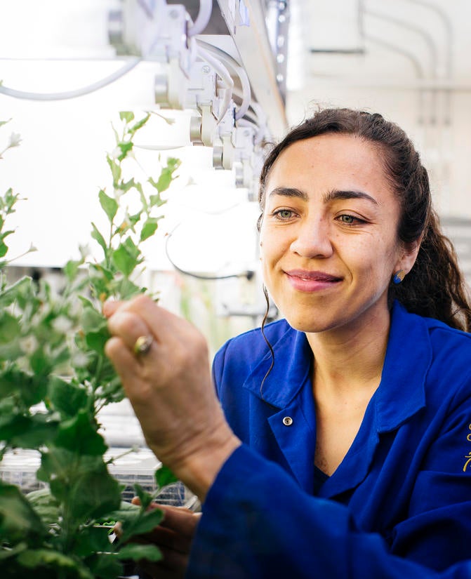 Hand and Plant in Greenhouse