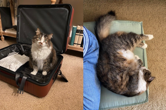 Pet Pic_Little Kitty