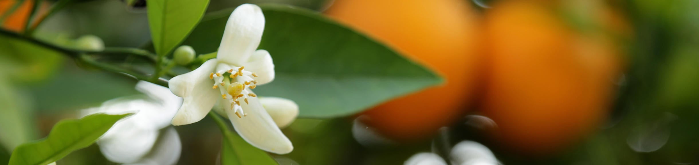 Oranges (c) UCR / Stan Lim