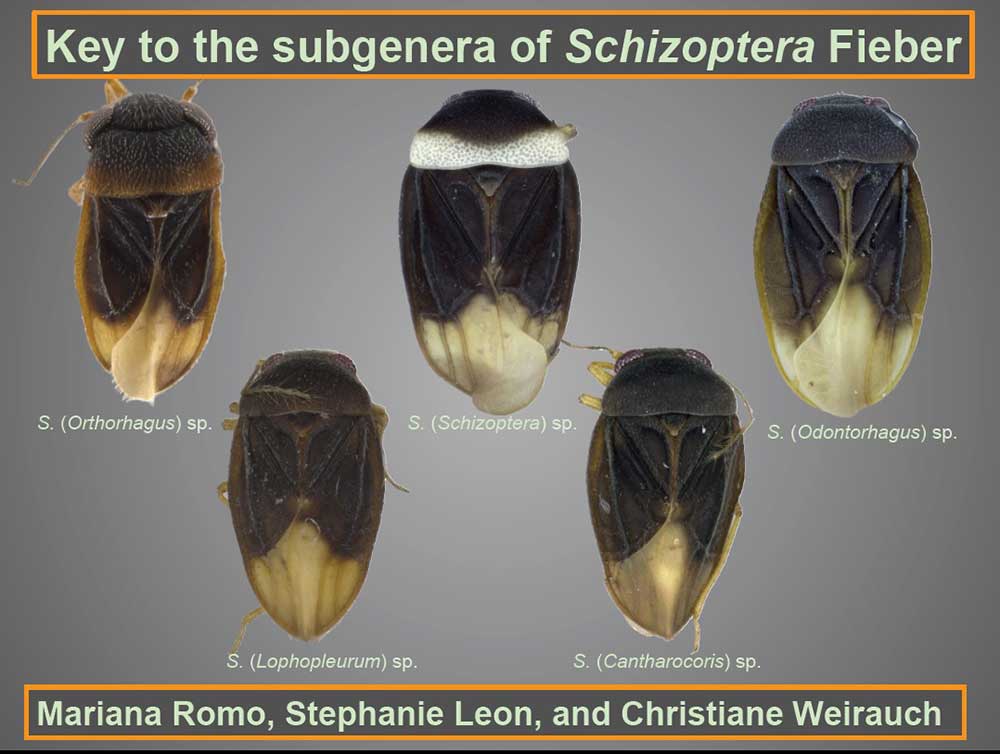 Schizoptera Key