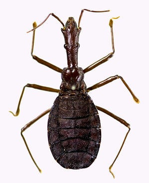 Xenorhyncocoris Caraboides