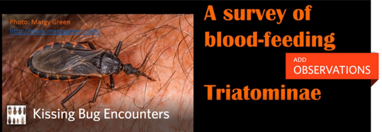 Kissing Bug encounters