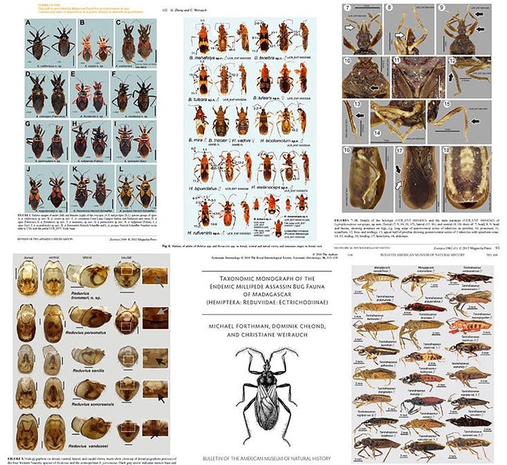 Reduviidae revisions
