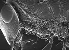 Planidia on Kapala floridana