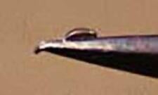 Planidium (first-instar) on tip of insect pin