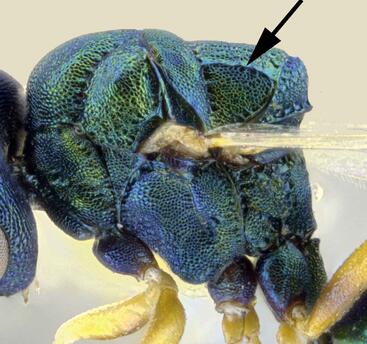 Orasema Simulatrix Axillular Sulcus