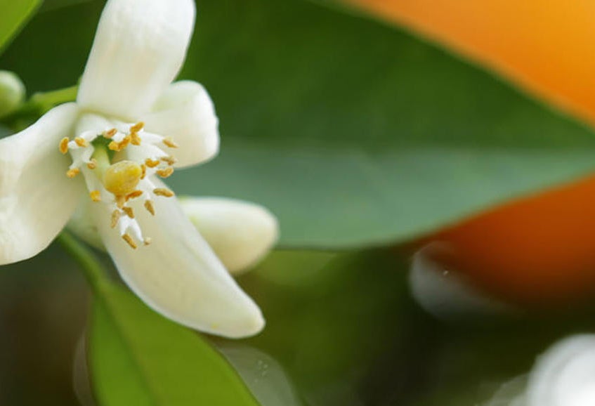 citrus blossom (c) UCR/Stan Lim