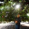 picking citrus