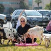Goat yoga