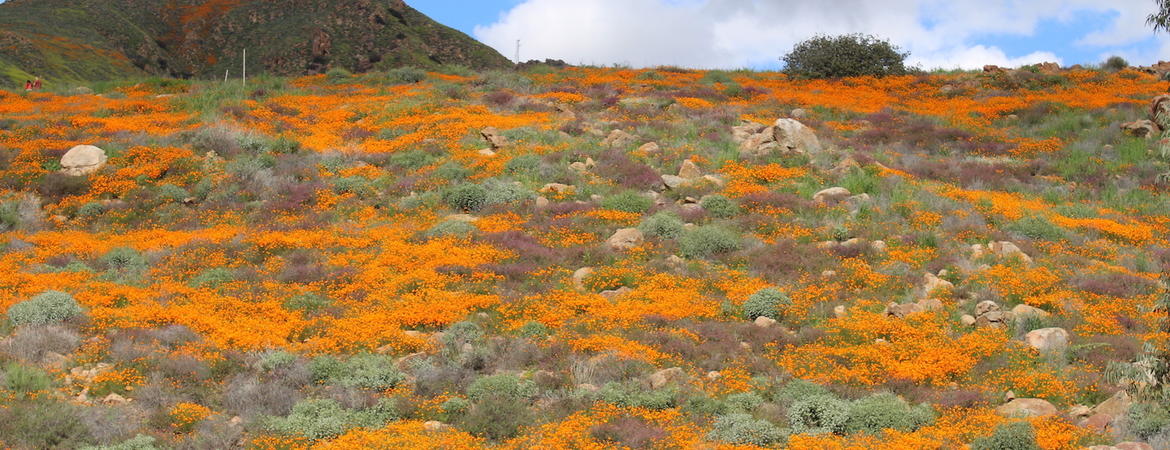 wildflowers on a hillside