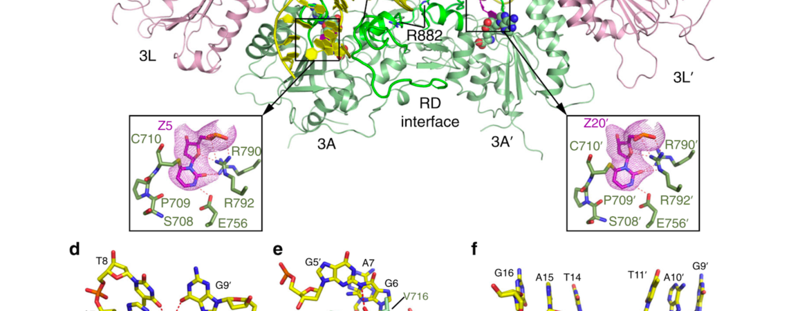 DNA methylation