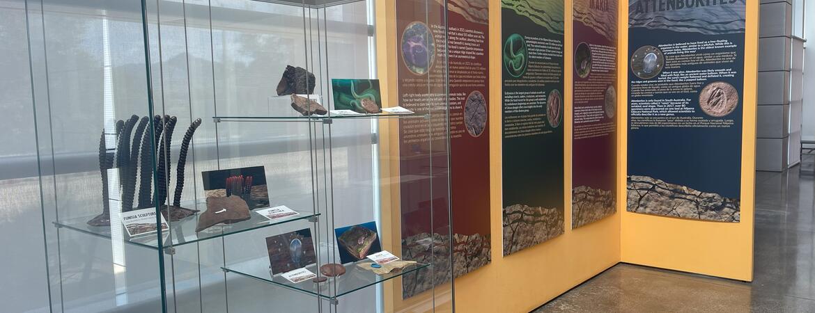Ediacaran exhibit