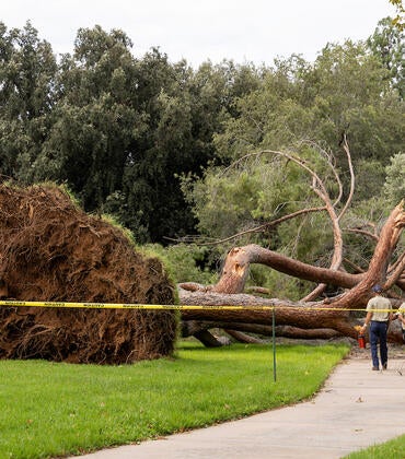 downed tree