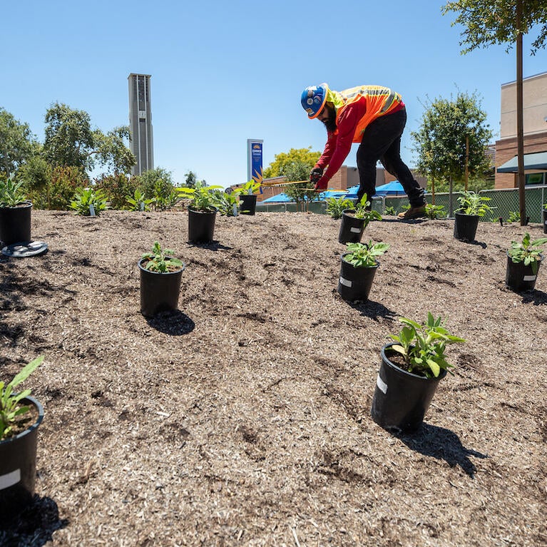 Native American Garden