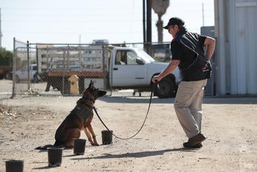 A dog signals that she has detected the scent of CLas bacteria on a pad inside a pot