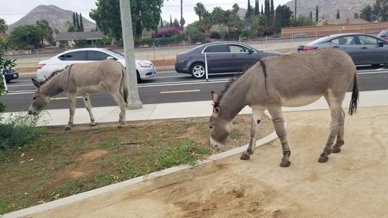 burros