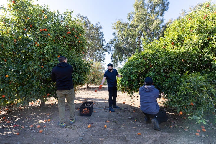 Dining Services pick citrus
