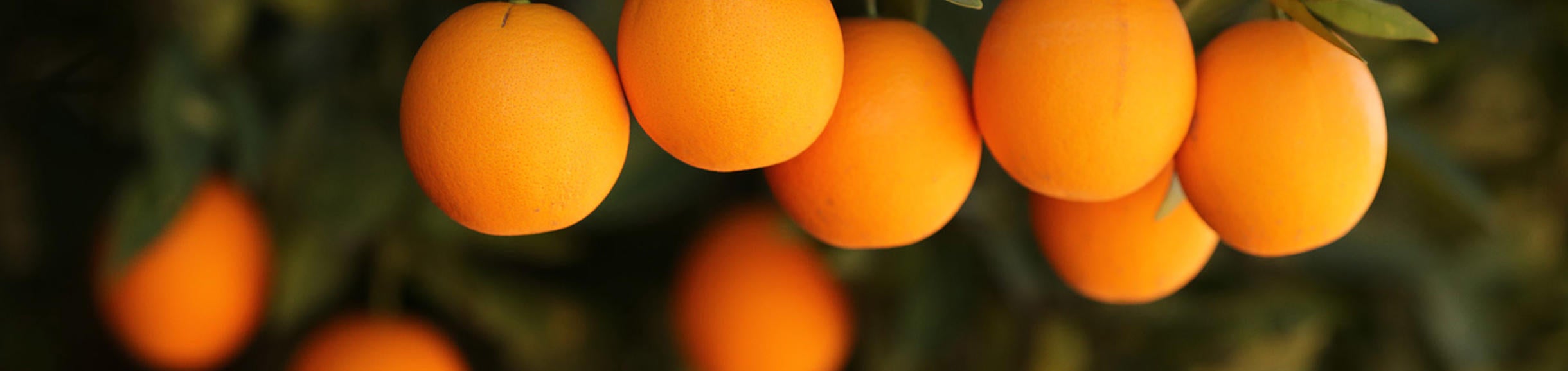 Agricultural Operations, CVC, oranges, (c) UCR Stan Lim 2019