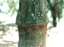 Graft-Transmissible ABSwOr 