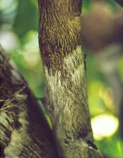 Fungus Diseases of Citrus 