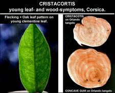 Concave Gum - Blind Pocket 