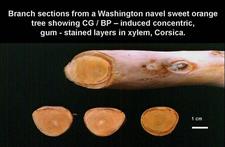 Concave Gum - Blind Pocket 