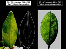 Concave Gum - Blind Pocket 