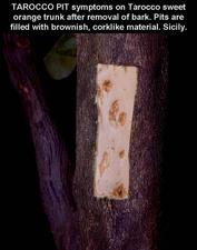 Concave Gum - Blind Pocket 