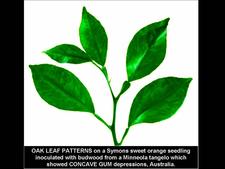 Concave Gum - Blind Pocket 