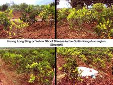 Huanglongbing 