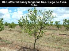 Huanglongbing 