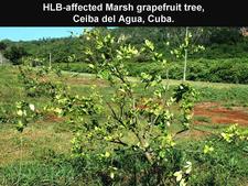 Huanglongbing 