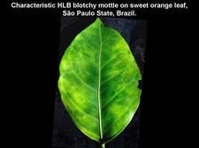 Huanglongbing 