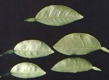 Vein Enation Woody Gall 