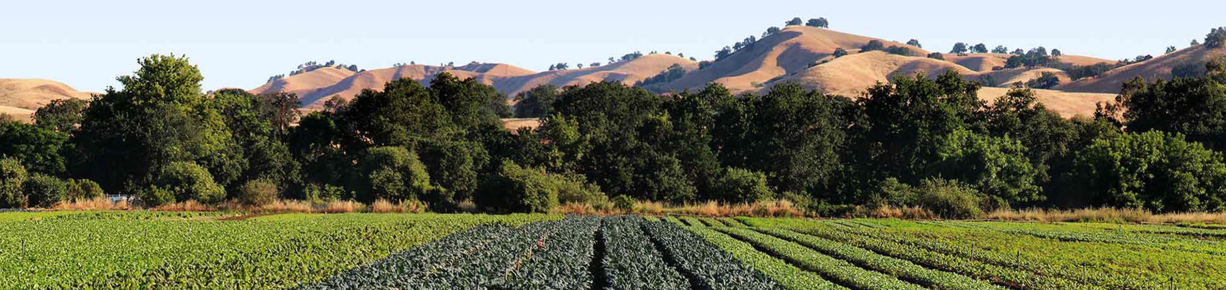 crop field and foothills